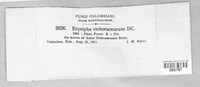 Golovinomyces cichoracearum image